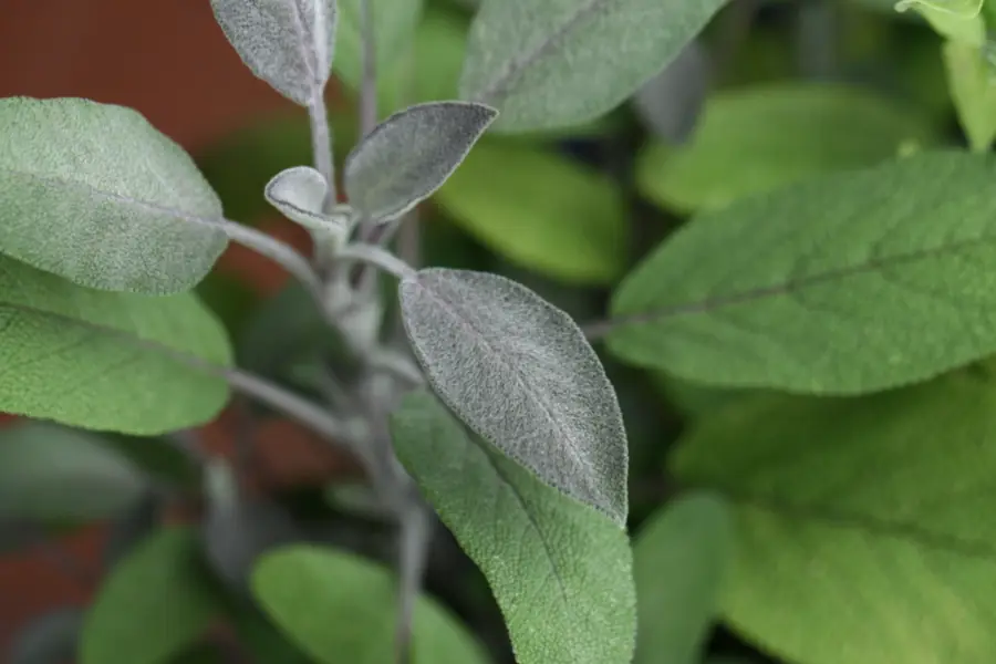 Sage texture and color