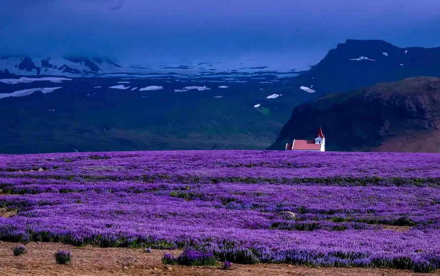 Violet mood: dreamy